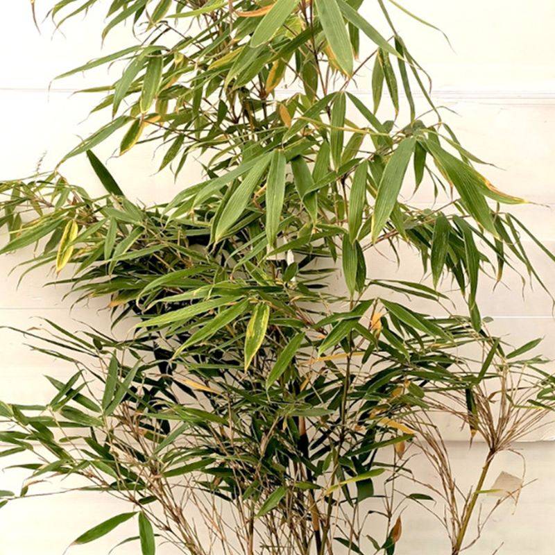 Bambou 'Pingwu' (Fargesia robusta 'Pingwu') - Conteneur 1L - Taille 20/40cm - Pépinières Naudet
