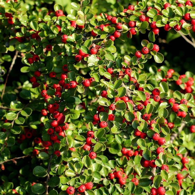 Cotoneaster rampant Green Carpet, Cotonéaster à fleurs Blanche - feuillage Semi-Persistant - Pot de 4L - 20/40 cm-  hauteur à maturité De 0,15 m à 0,5 - Image 1