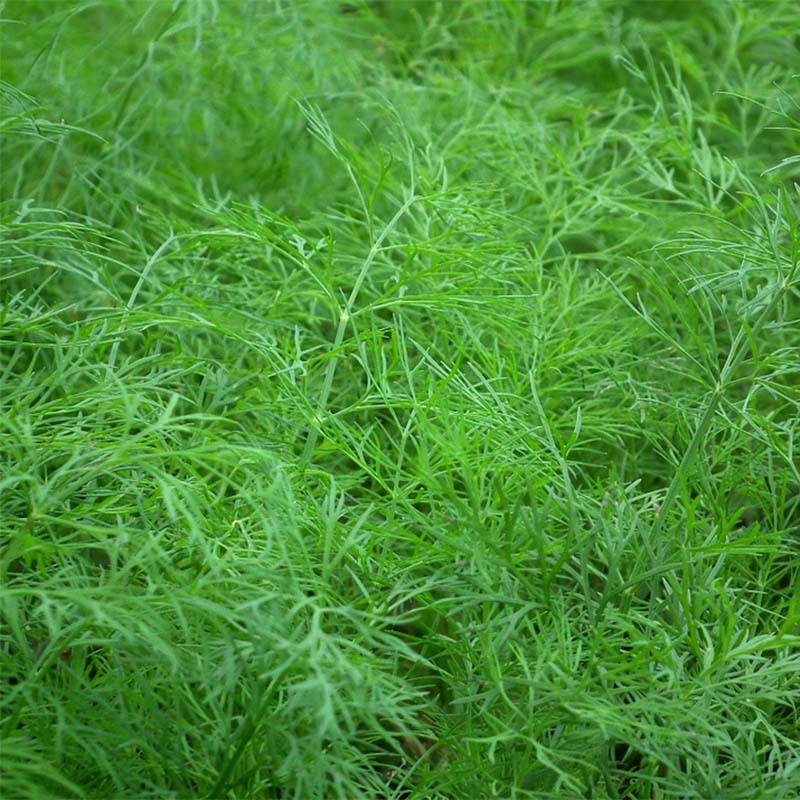Aneth à feuilles denses Bio le sachet de 400 graines environ (1g)