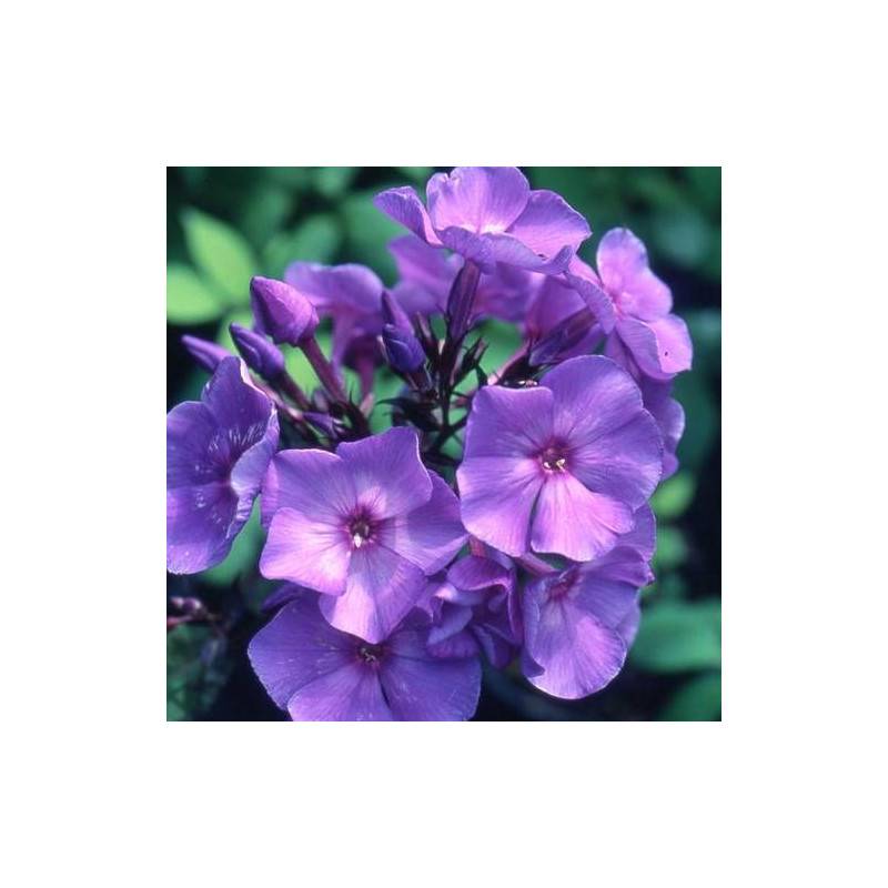 Phlox paniculé Blue Paradise à fleurs Bleue/ - feuillage Caduc - Godet - 5/20 cm - Image 1