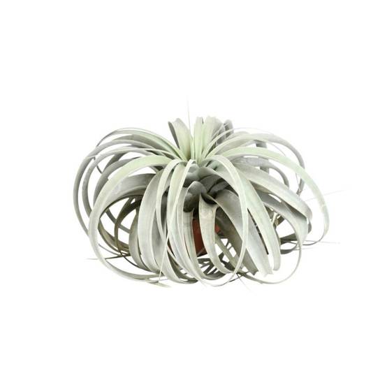 La Green Touch - Tillandsia Xerographica 30cm - Plante d'intérieur- La Green Touch - Image 2