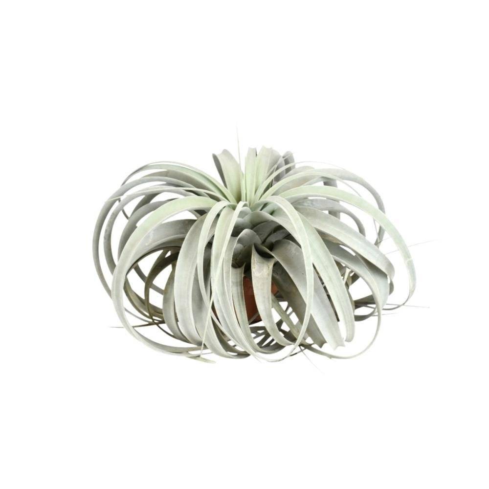 La Green Touch - Tillandsia Xerographica 30cm - Plante d'intérieur- La Green Touch - Image 2