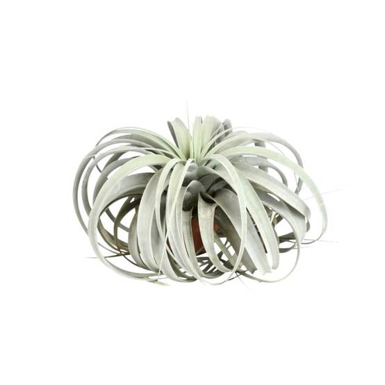 La Green Touch - Tillandsia Xerographica 30cm - Plante d'intérieur- La Green Touch - Image 1