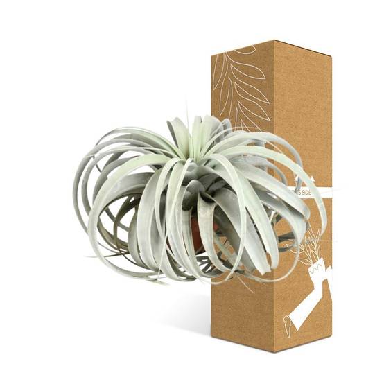 La Green Touch - Tillandsia Xerographica 30cm - Plante d'intérieur- La Green Touch - Image 4