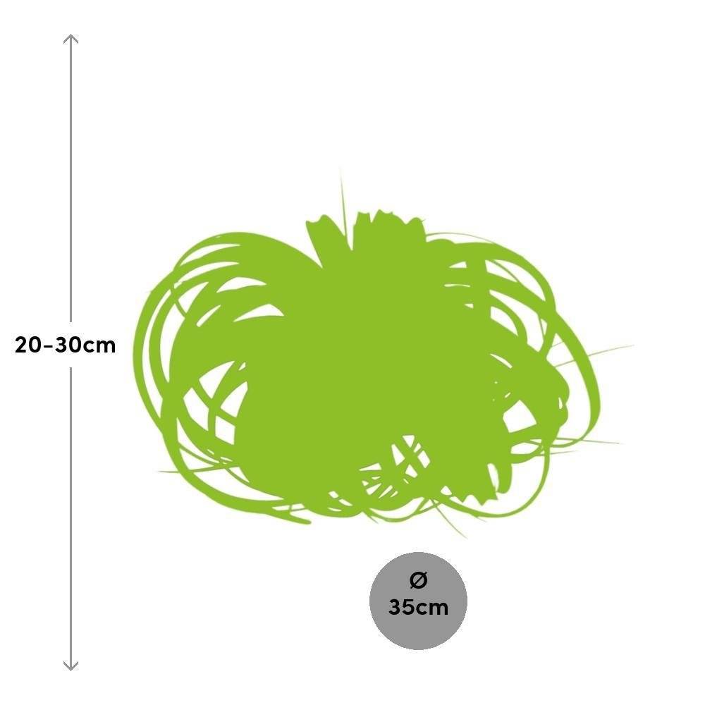 La Green Touch - Tillandsia Xerographica 30cm - Plante d'intérieur- La Green Touch - Image 3