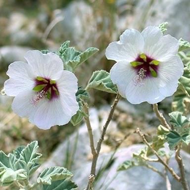 Lavatera maritima - Lavatère maritime Godet de 8/9 cm