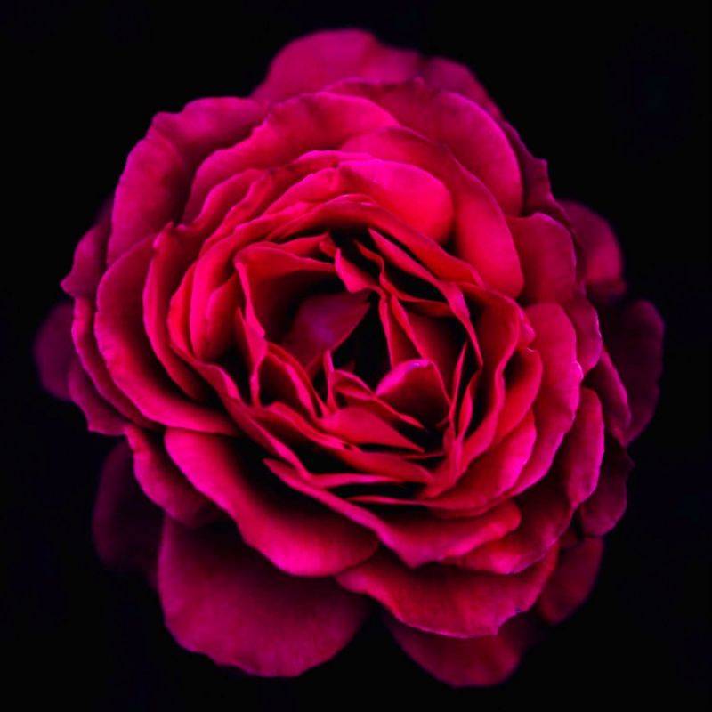 Rosier 'Parfum Honfleur' - Racines nues - Taille 20 à 30cm - Pépinières Naudet - Image 1