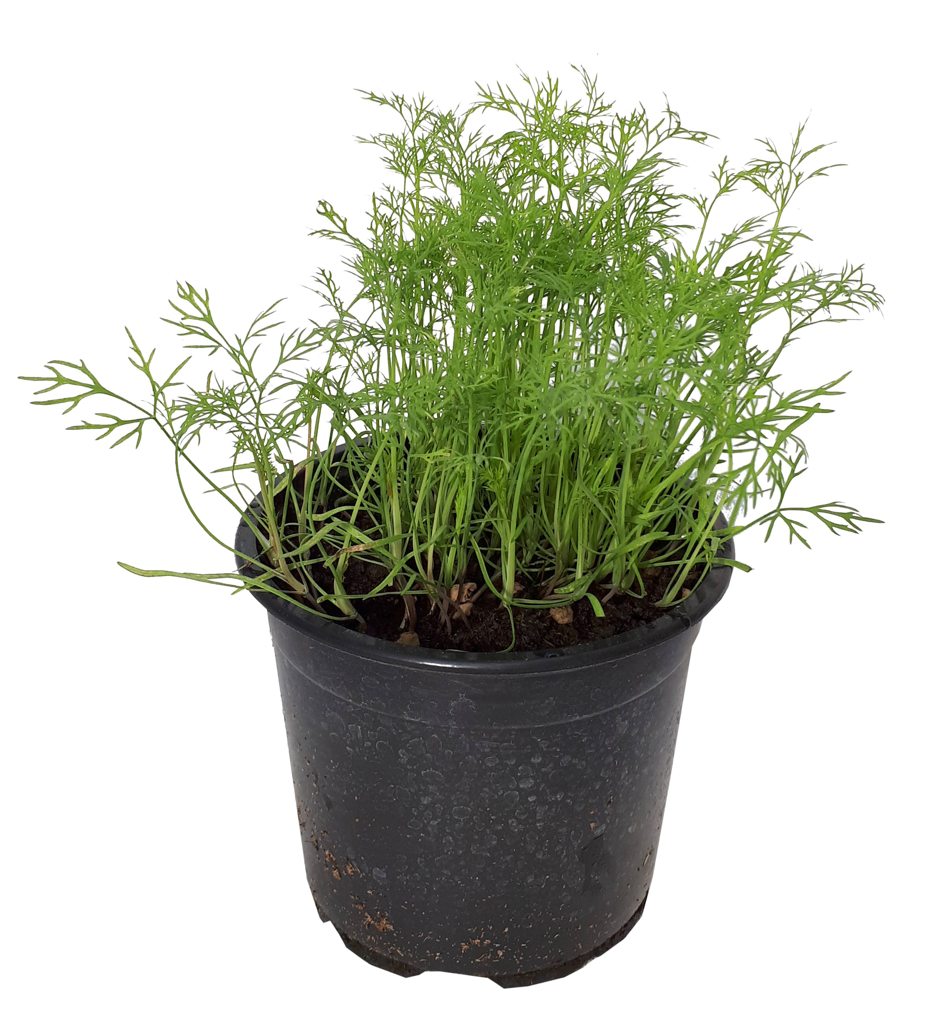 Aneth pot 14cm - Gamm vert