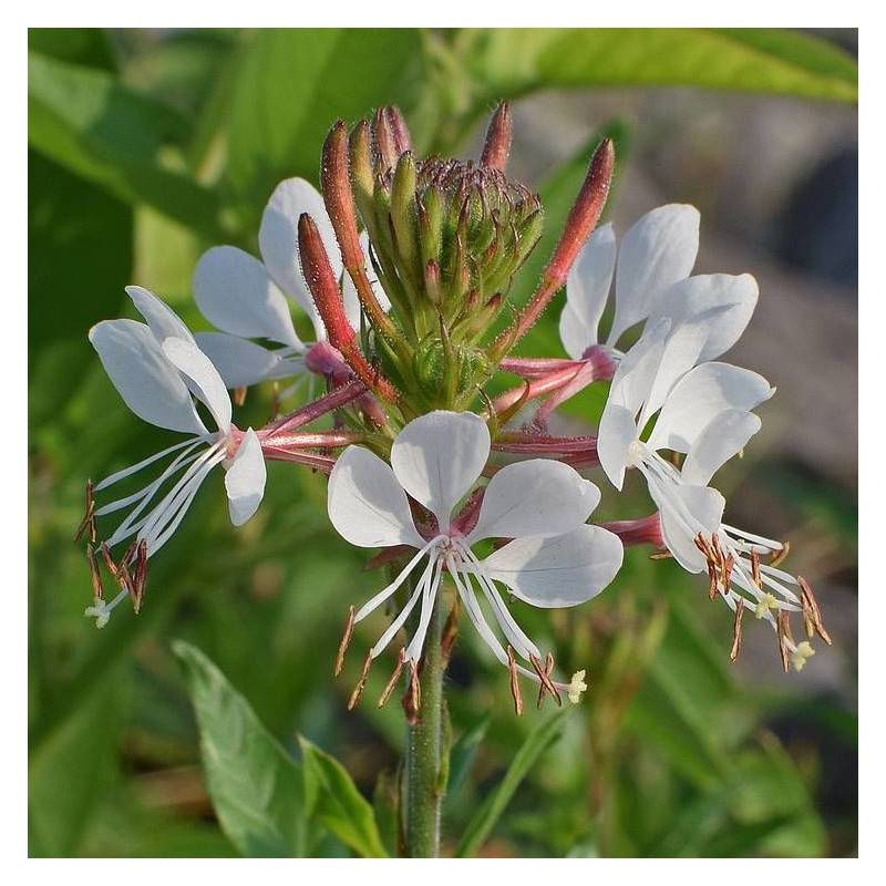 Gaura lindheimeri à fleurs Rose/ - feuillage Caduc - Godet - 5/20 cm - Image 1