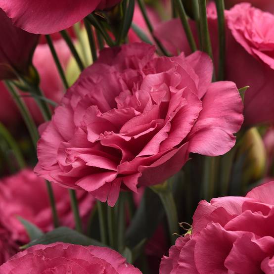 Graines de Lisianthus Can Can Carmine Rose le sachet de 20 graines environ