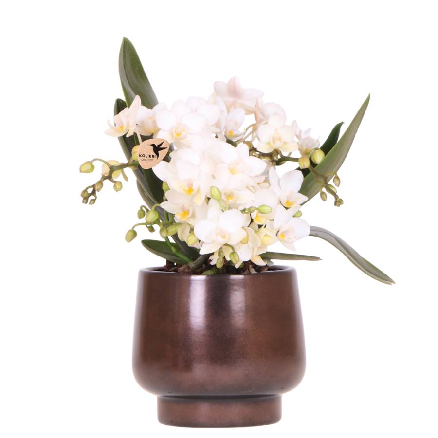 Scandic Copper Pot Ø9 Cm Avec Blanche Nazaré Orchidée - D9 H25cm - Image 3