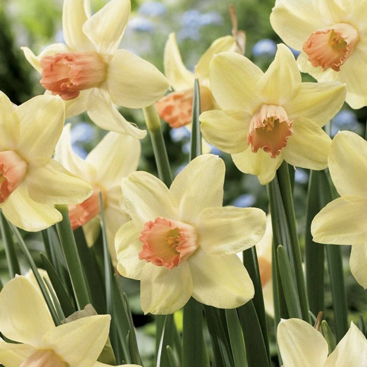 Promesse de Fleurs - Narcisse Prototype Bulbe calibre 12+ (par 10)