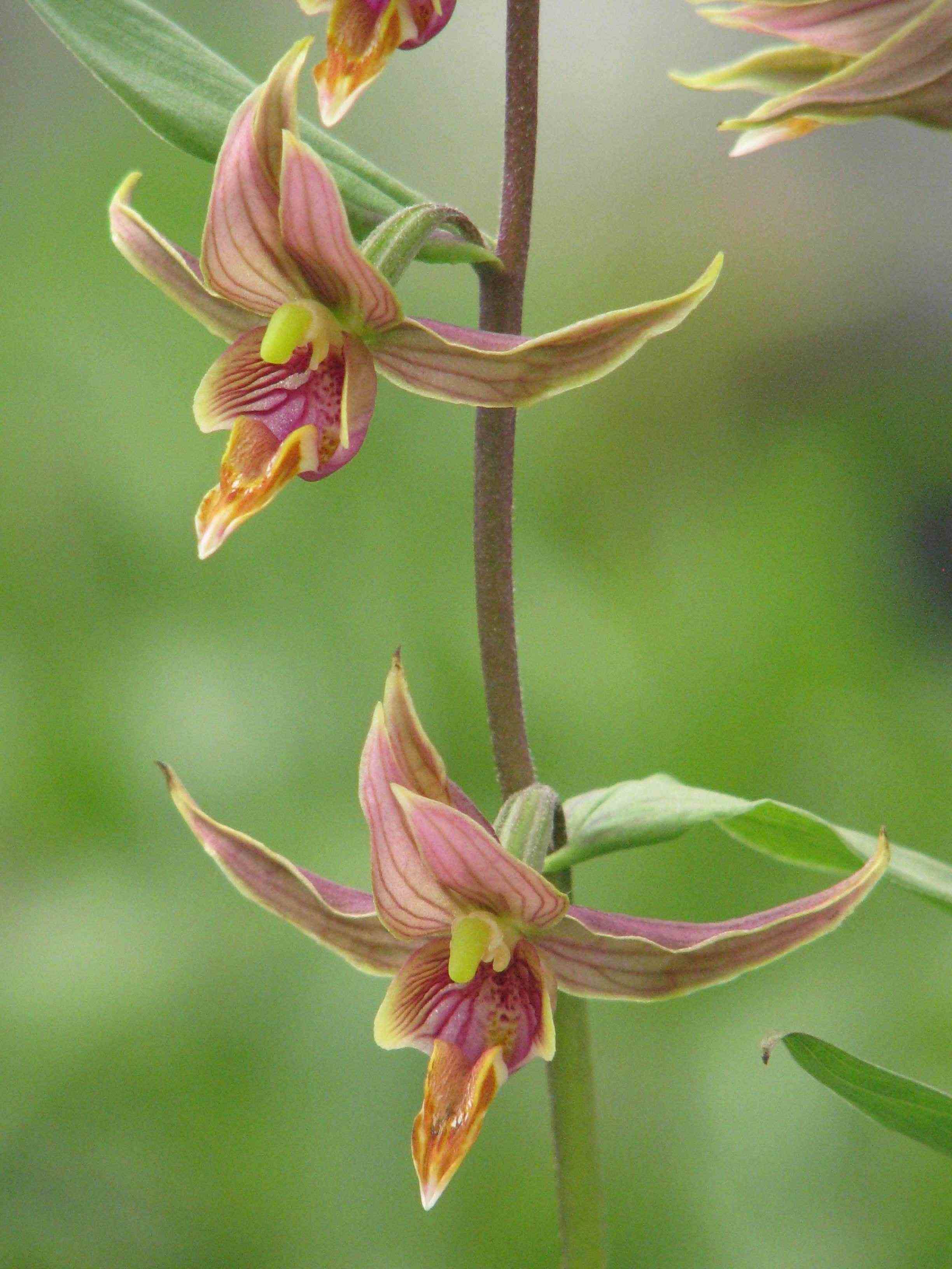 Sans Marque - Epipactis gigantea Taille:Pot de 1 litre - 0/60 cm - Couleur floraison:rouge