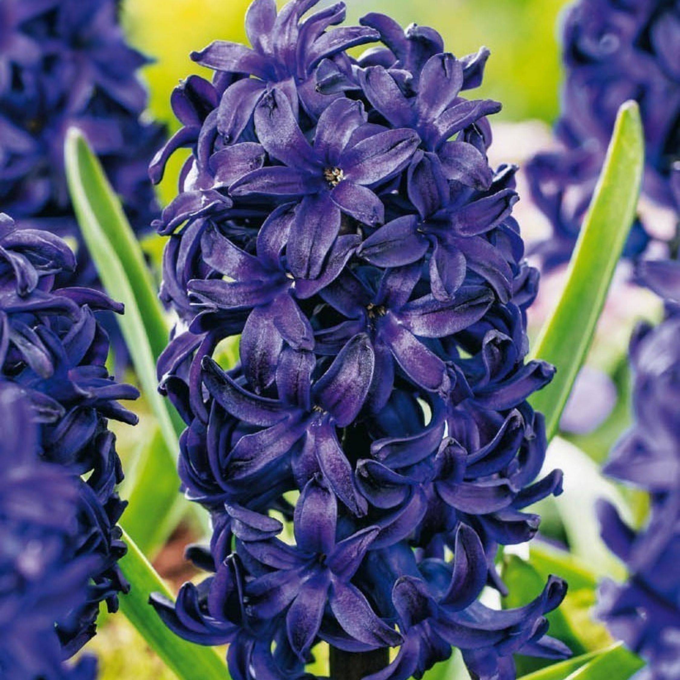 Plant In A Box - Jacinthe - Set de 25 - Hyacinthus 'Blue Trophy' - Bulbes à fleurs - Bleu - Image 5
