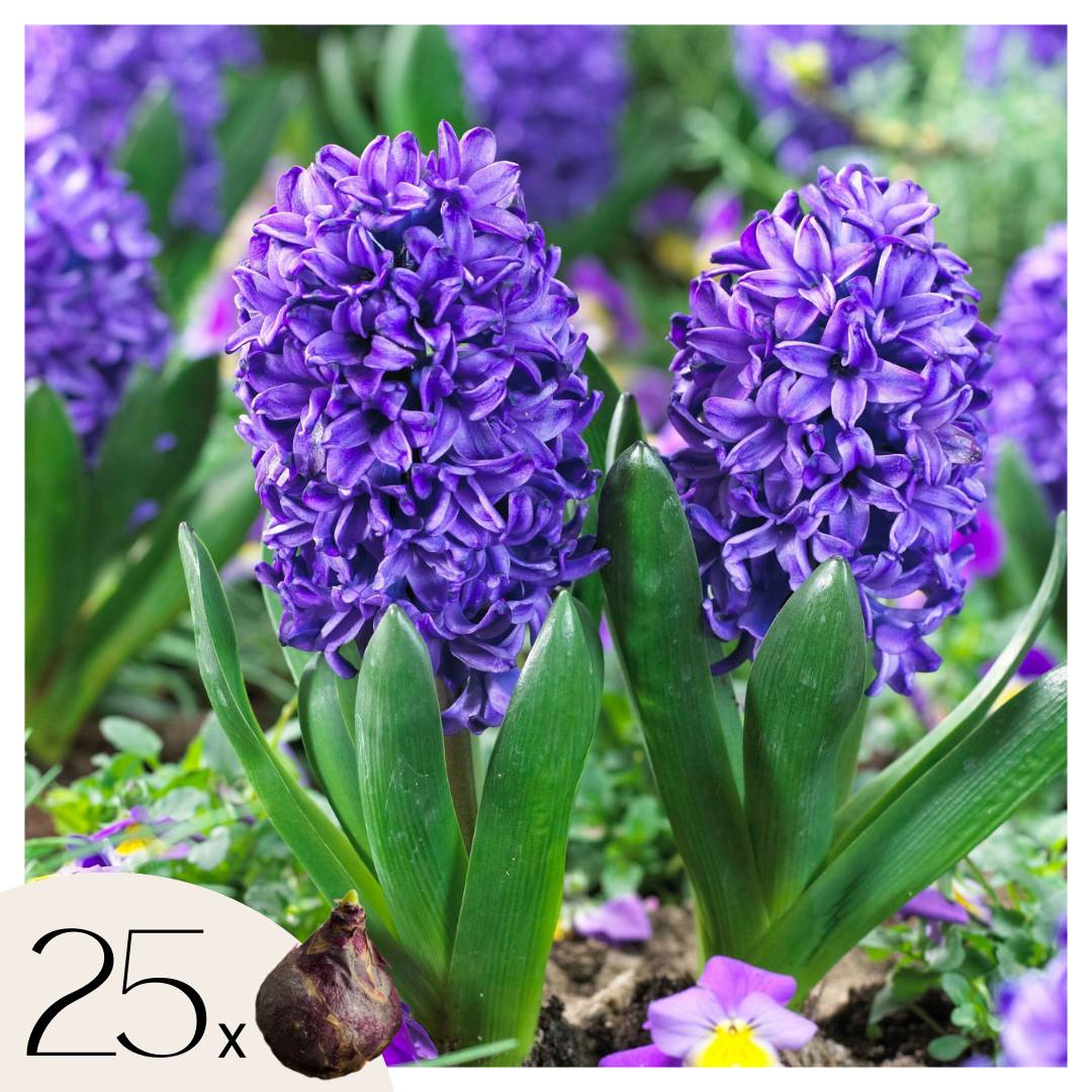 Plant In A Box - Jacinthe - Set de 25 - Hyacinthus 'Blue Trophy' - Bulbes à fleurs - Bleu - Image 1