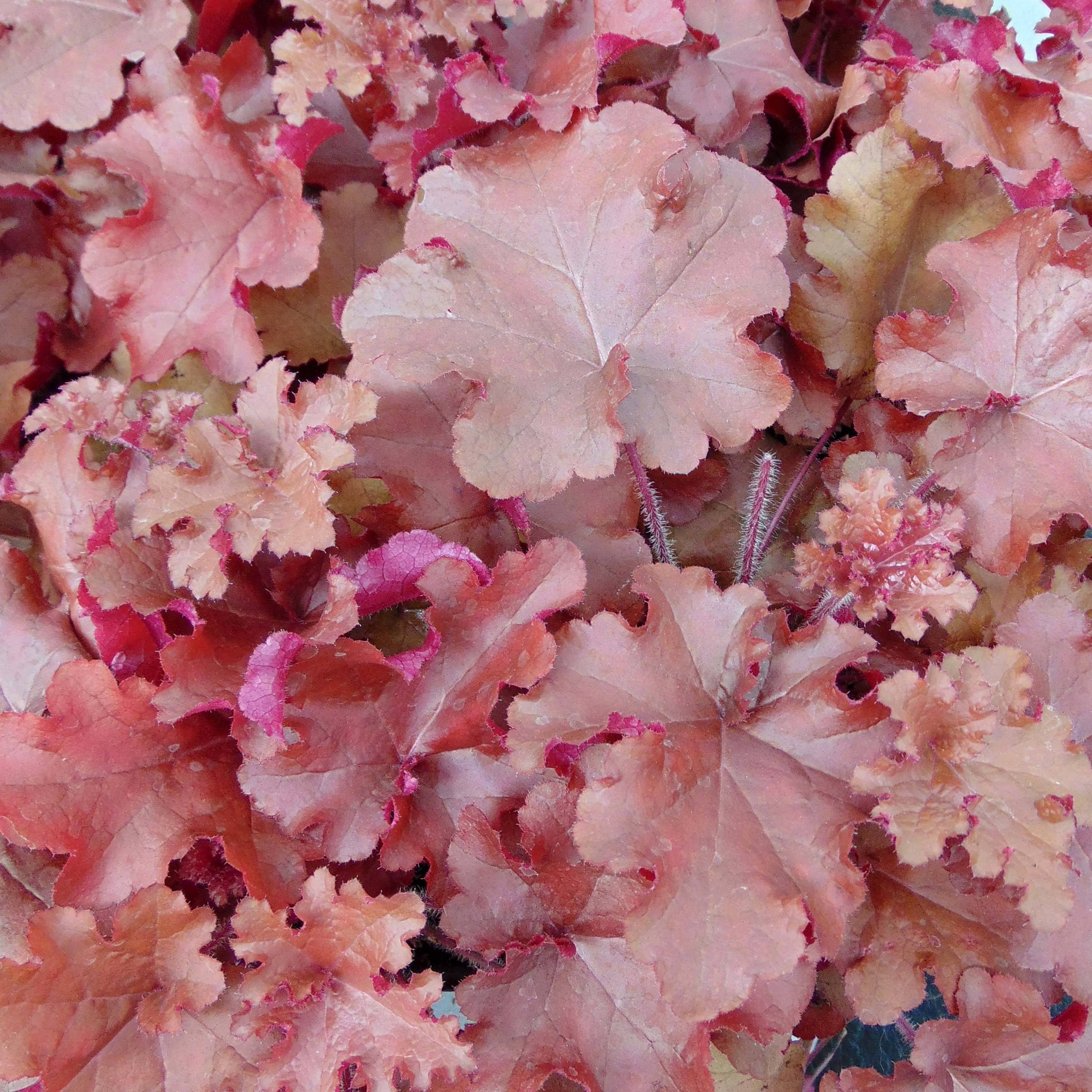 Promesse de Fleurs - Heuchère - Heuchera Red Sea® Godet de 8/9 cm
