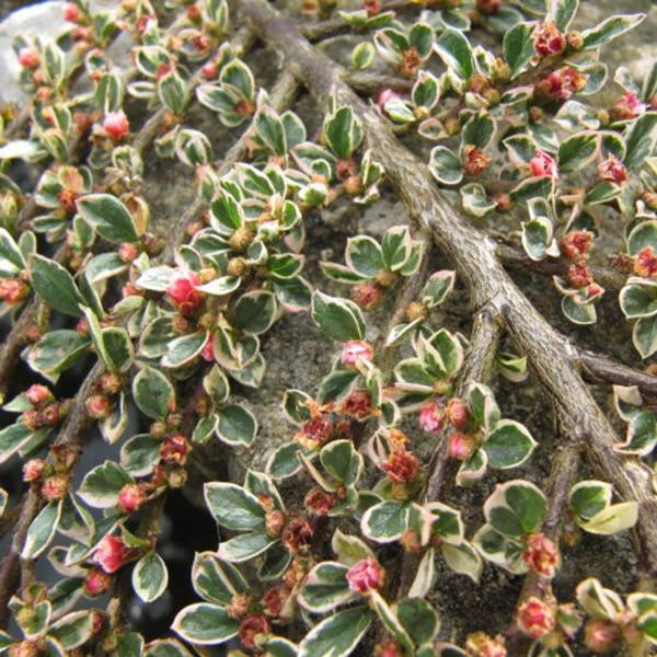 Cotoneaster horizontalis Variegatus - Cotonéaster rampant Pot de 2L/3L - Image 1