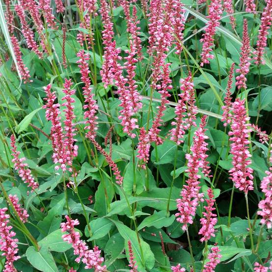 Renouée - Persicaria amplexicaulis Orange Field Godet de 7/8 cm