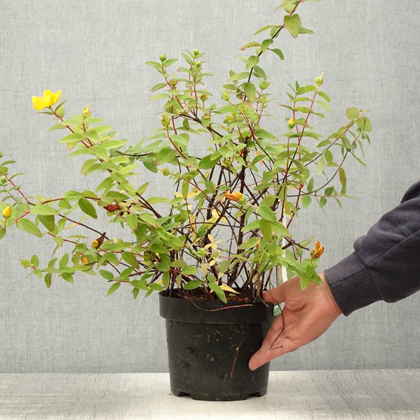 Promesse de Fleurs - Hypericum dummeri Peter Dummer - Millepertuis Pot de 3L/4L - Image 2