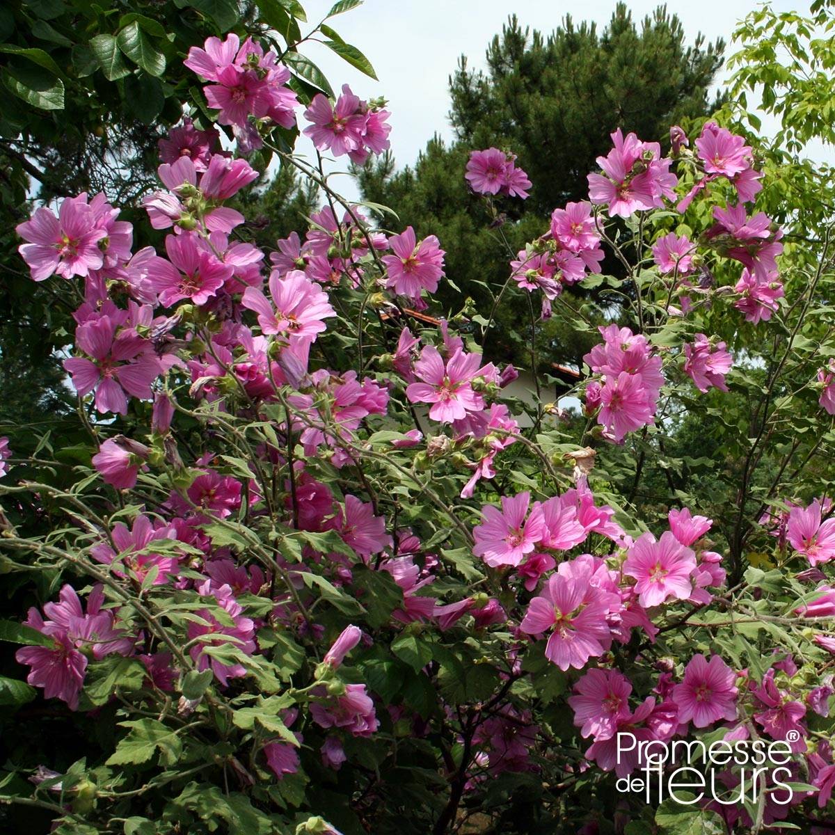 Lavatère d'Hyères - Lavatera olbia Rosea Pot de 2L/3L