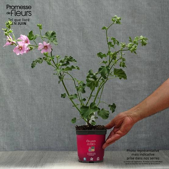 Promesse de Fleurs - Lavatère d'Hyères - Lavatera olbia Rosea Pot de 2L/3L - Image 2