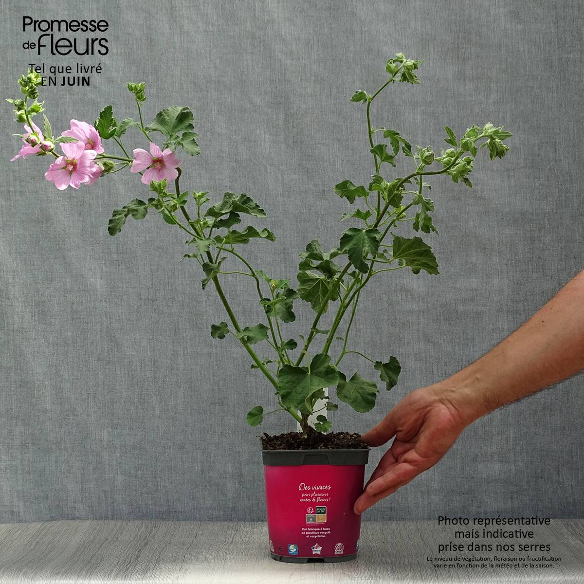 Promesse de Fleurs - Lavatère d'Hyères - Lavatera olbia Rosea Pot de 2L/3L - Image 2
