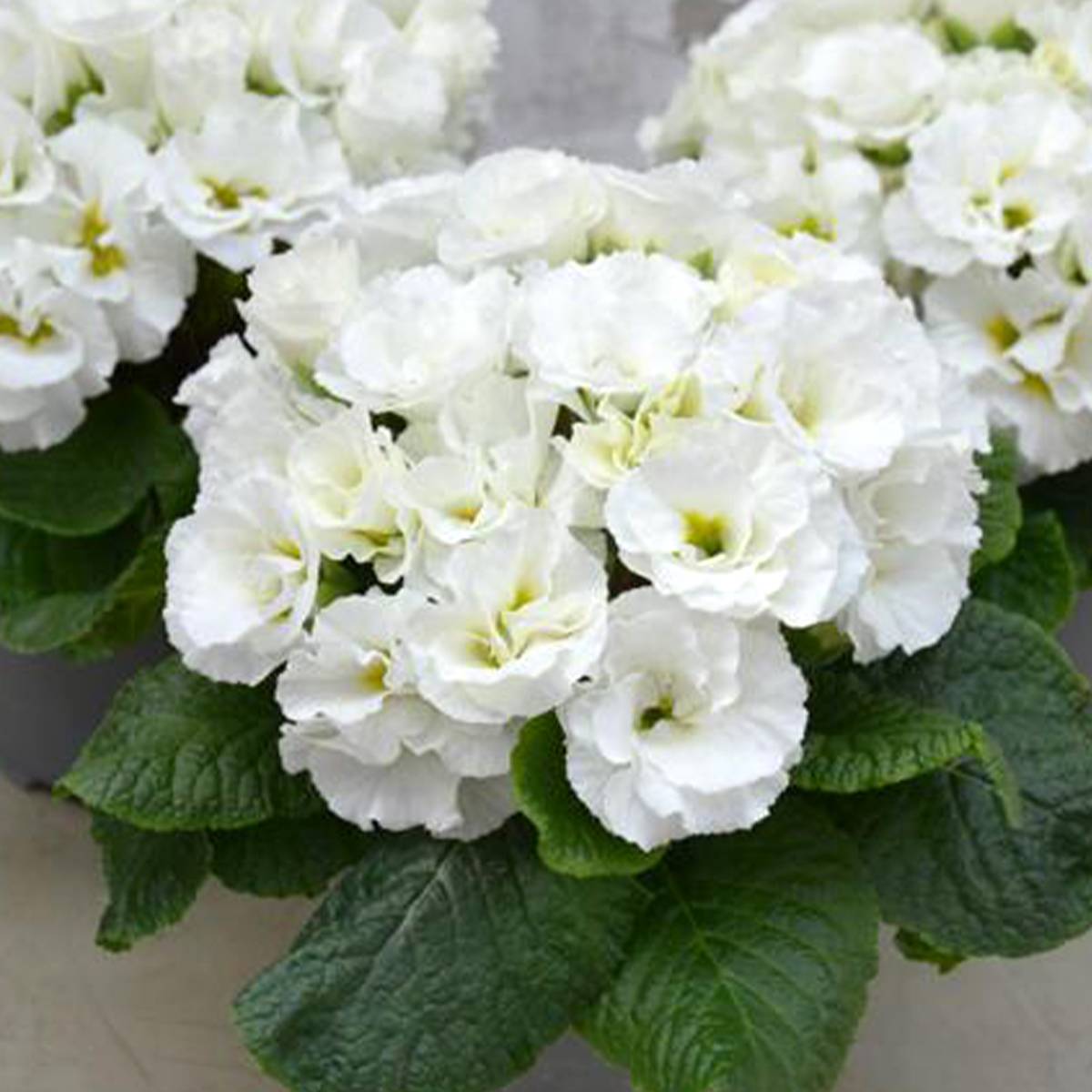 Promesse de Fleurs - Primevère Frilly White - Primula acaulis Mini-motte Ø 1,5/2,5 cm