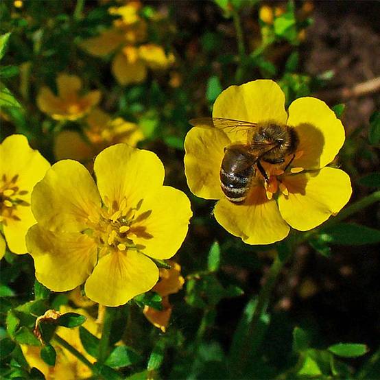 Potentilla aurea - Potentille dorée Godet de 8/9 cm
