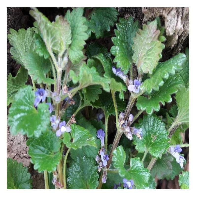 Lierre terrestre à fleurs Violette - feuillage Caduc - Godet - 5/20 cm-  hauteur à maturité De 0,15 m à 0,50 m