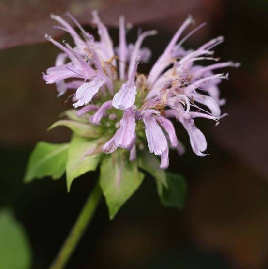Monarde Beauty of Cobham - Bergamote rose Godet de 8/9 cm - Image 2
