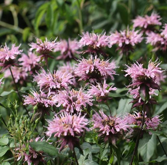Monarde Beauty of Cobham - Bergamote rose Godet de 8/9 cm - Image 1