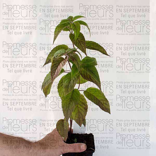 Monarde Beauty of Cobham - Bergamote rose Godet de 8/9 cm - Image 3
