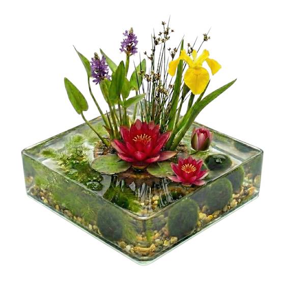 0 - Mini Bassin Set Complet Rouge 25-90L - 11 Plantes et Bactéries - Image 1