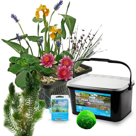 0 - Mini Bassin Set Complet Rouge 25-90L - 11 Plantes et Bactéries - Image 3