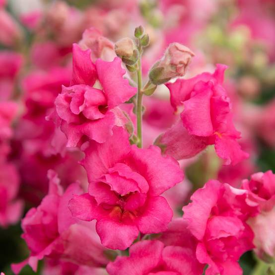 Graines de Muflier Sweet Duet Rose Shades - Antirrhinum majus le sachet de 30 graines environ