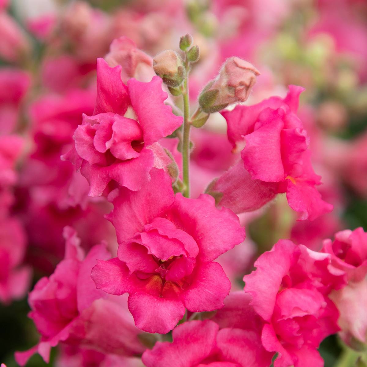 Graines de Muflier Sweet Duet Rose Shades - Antirrhinum majus le sachet de 30 graines environ