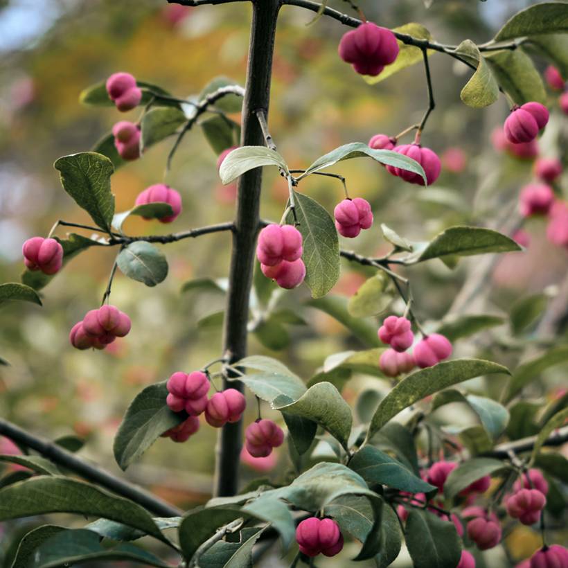 Promesse de Fleurs - Euonymus vidalii - Fusain de Vidal Pot de 7,5L/10L, Tige