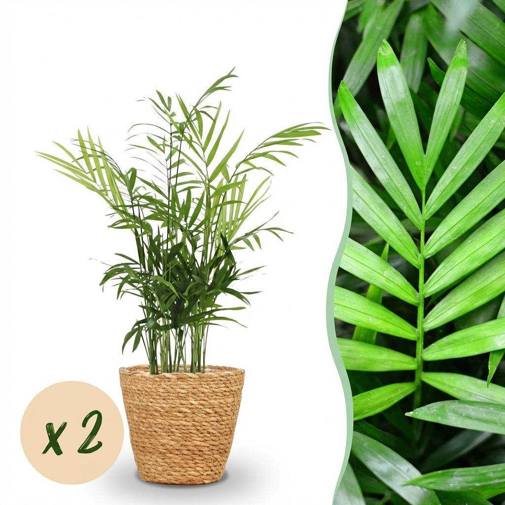 Chamaedorea elegans - Pet-friendly - Pot de 12cm - Hauteur 15cm - 2 plantes - Panier - Plantes d'intérieur