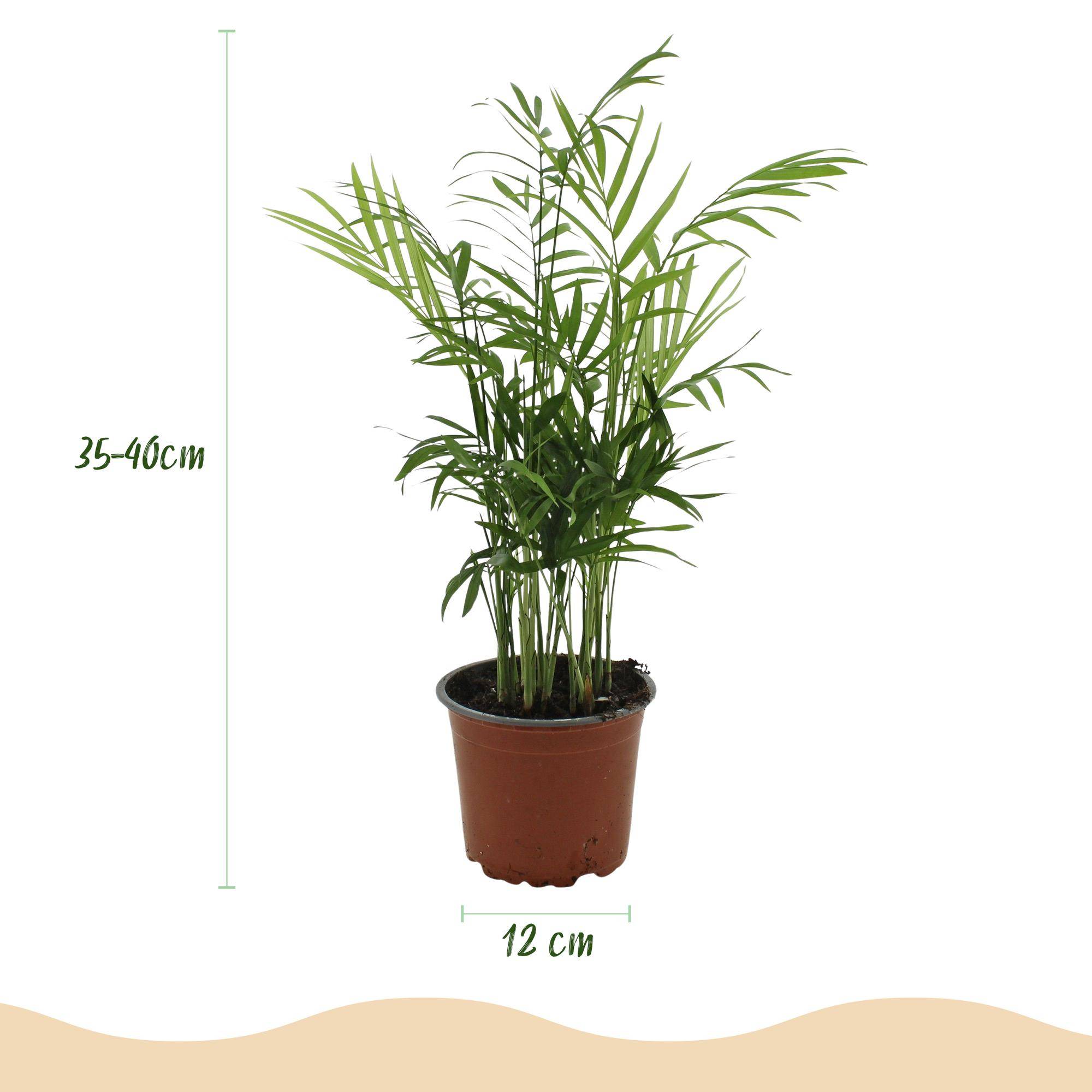 Chamaedorea elegans - Pet-friendly - Pot de 12cm - Hauteur 15cm - 2 plantes - Panier - Plantes d'intérieur - Image 3