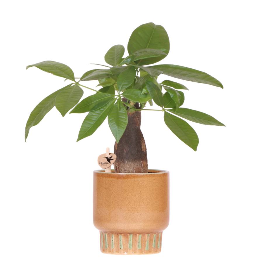 La Green Touch - Pachira avec cache-pot Bold - pot Ø9 cm