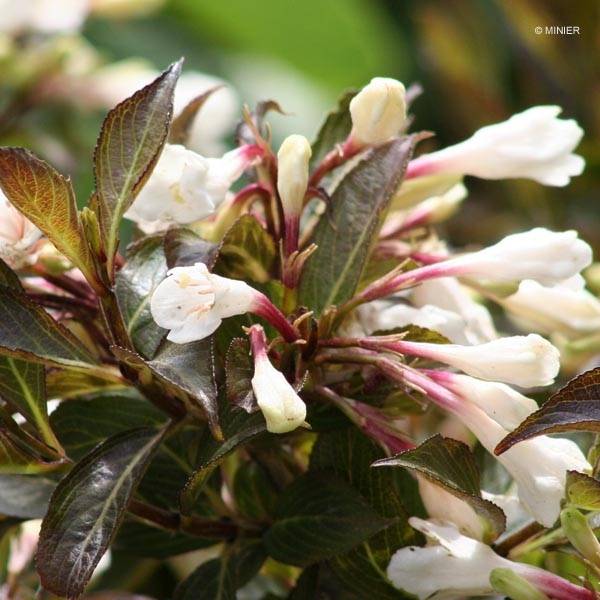 Weigela Black and White Pot de 3L/4L - Image 1