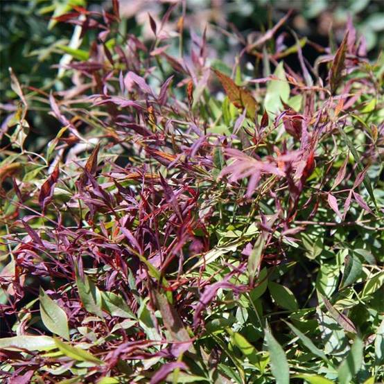Promesse de Fleurs - Bambou sacré - Nandina domestica Sienna Sunrise Pot de 7,5L/10L - Image 1