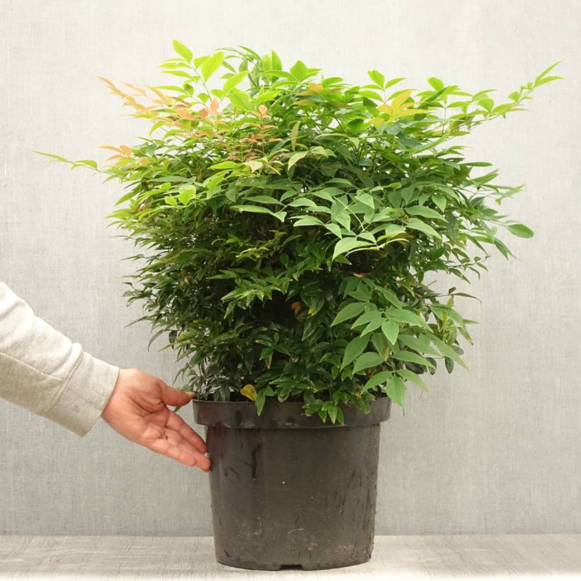 Promesse de Fleurs - Bambou sacré - Nandina domestica Sienna Sunrise Pot de 7,5L/10L - Image 2