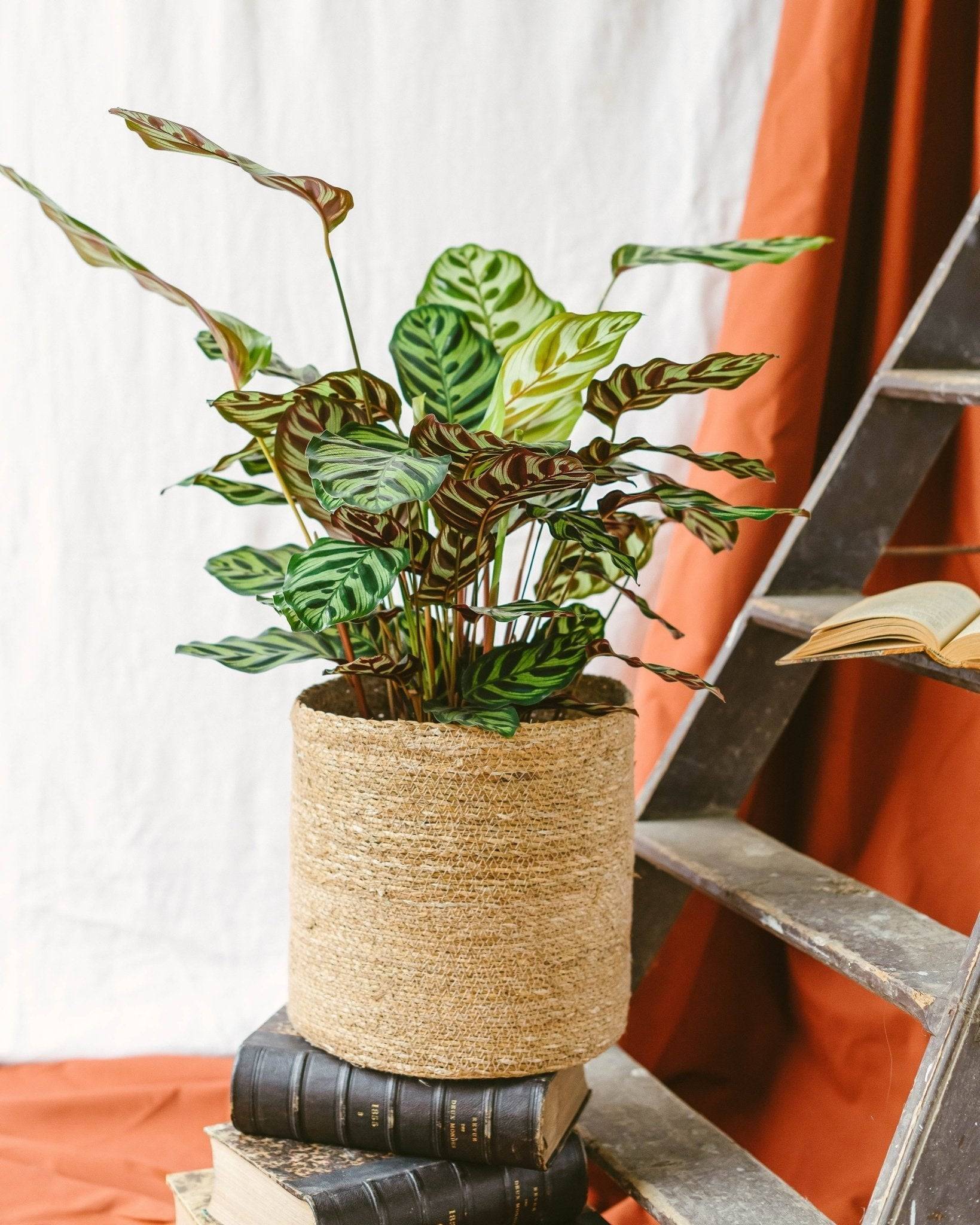 Calathea Makoyana - D17 H55cm