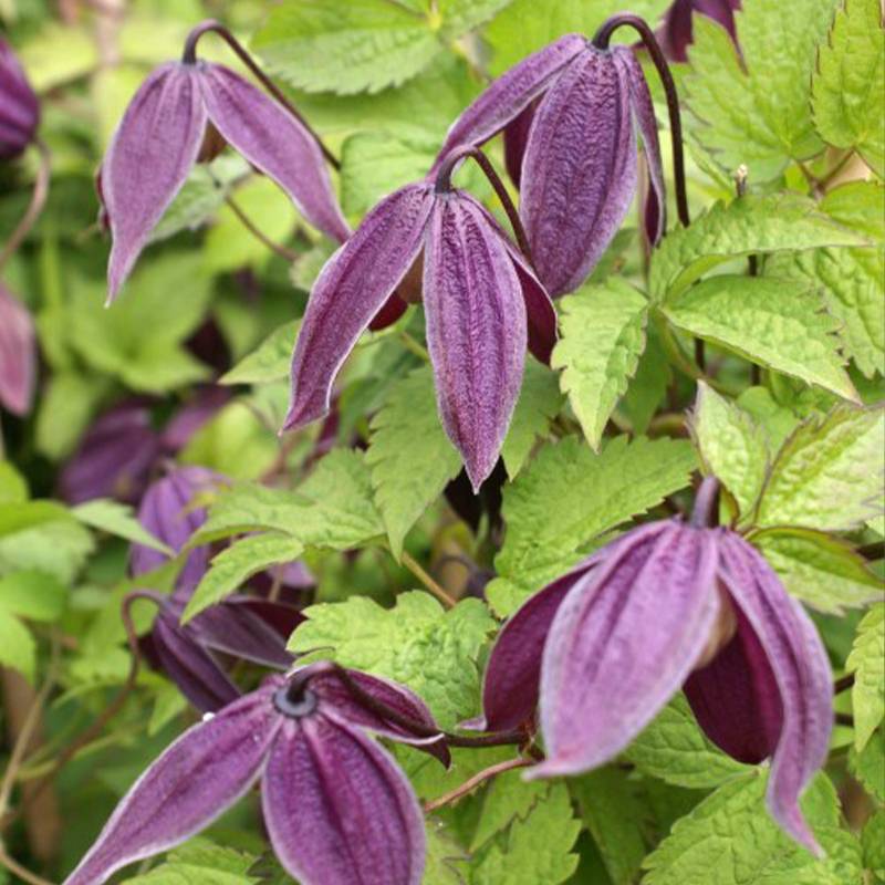 Promesse de Fleurs - Clématite - Clematis Brunette Pot de 2L/3L