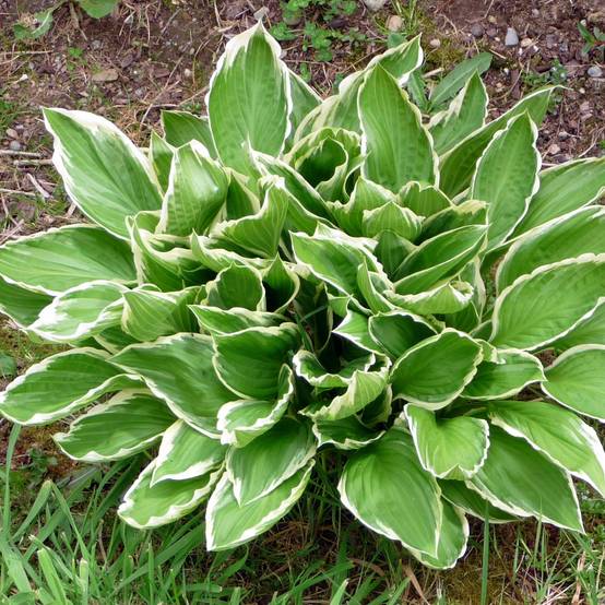Promesse de Fleurs - Hosta So Sweet Pot de 2L/3L