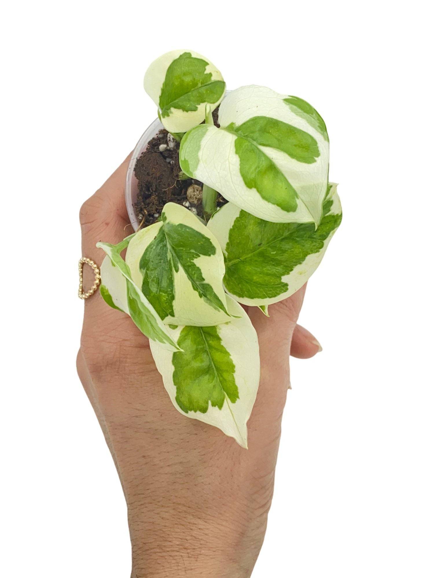 Epipremnum N'Joy - Pot de 6cm - Plantes d'intérieur - Image 2