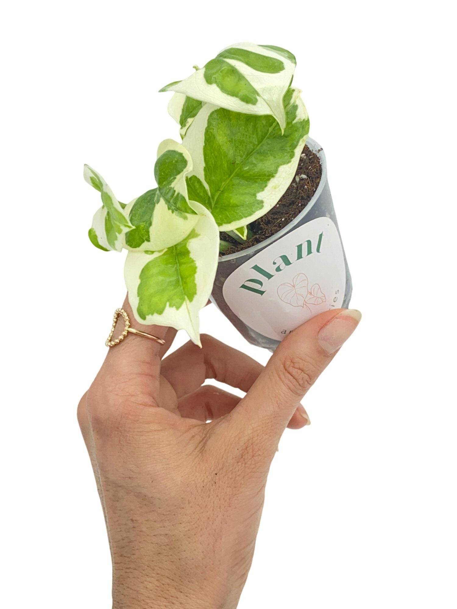 Epipremnum N'Joy - Pot de 6cm - Plantes d'intérieur - Image 1