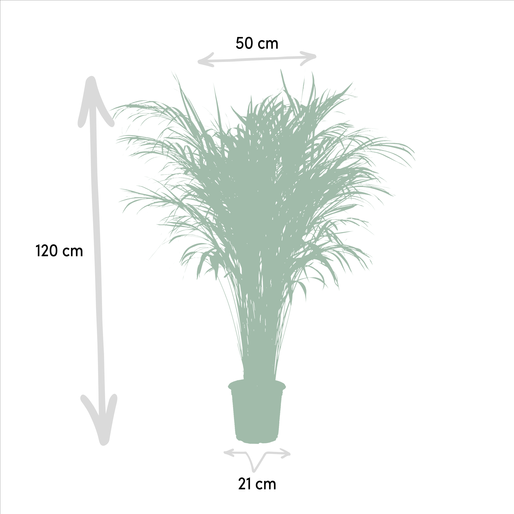 Palmier Areca - Ø21cm - ↕100cm - Plantes d'intérieur - Image 4