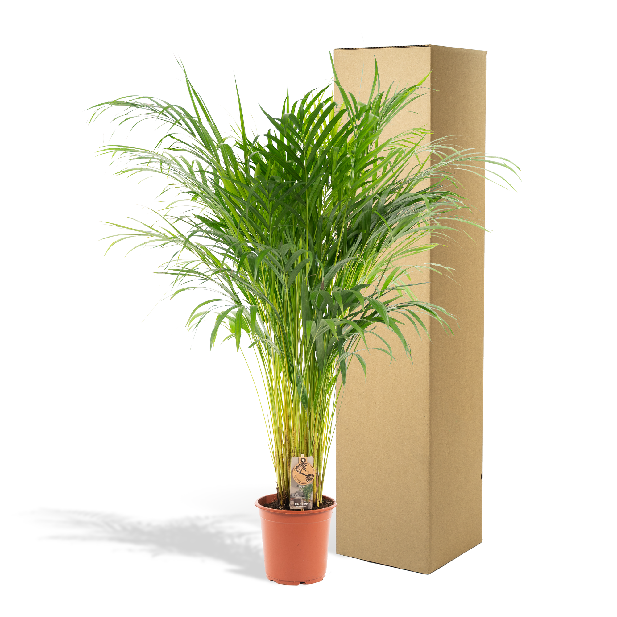 Palmier Areca - Ø21cm - ↕100cm - Plantes d'intérieur - Image 5